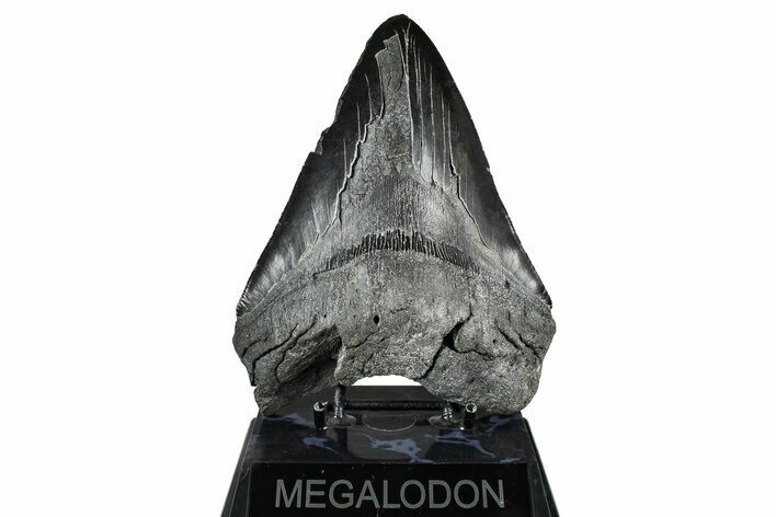 Serrated, Fossil Megalodon Tooth - Huge River Meg #375811